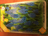 MODRICA Muscari armeniacum